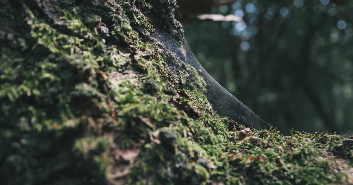 Top SEO Company Bangladesh: #1 Choice Revealed!