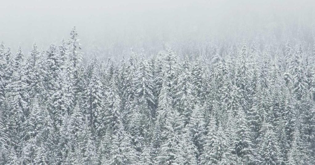 featured top wordpress development company bangladesh find out 1764795319